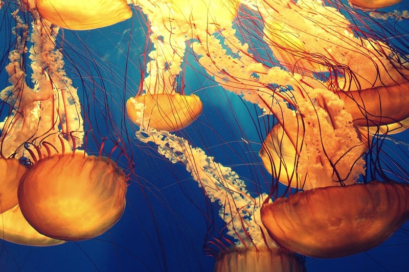 Underwater Exploration